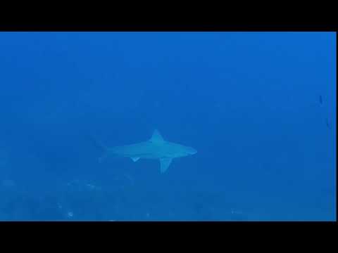 Squalo grigio a Lampione - Poseidon Diving Lampedusa