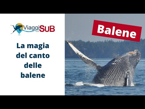 Canto delle balene - Whale sound