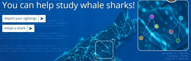 Whale Sharks report sightings