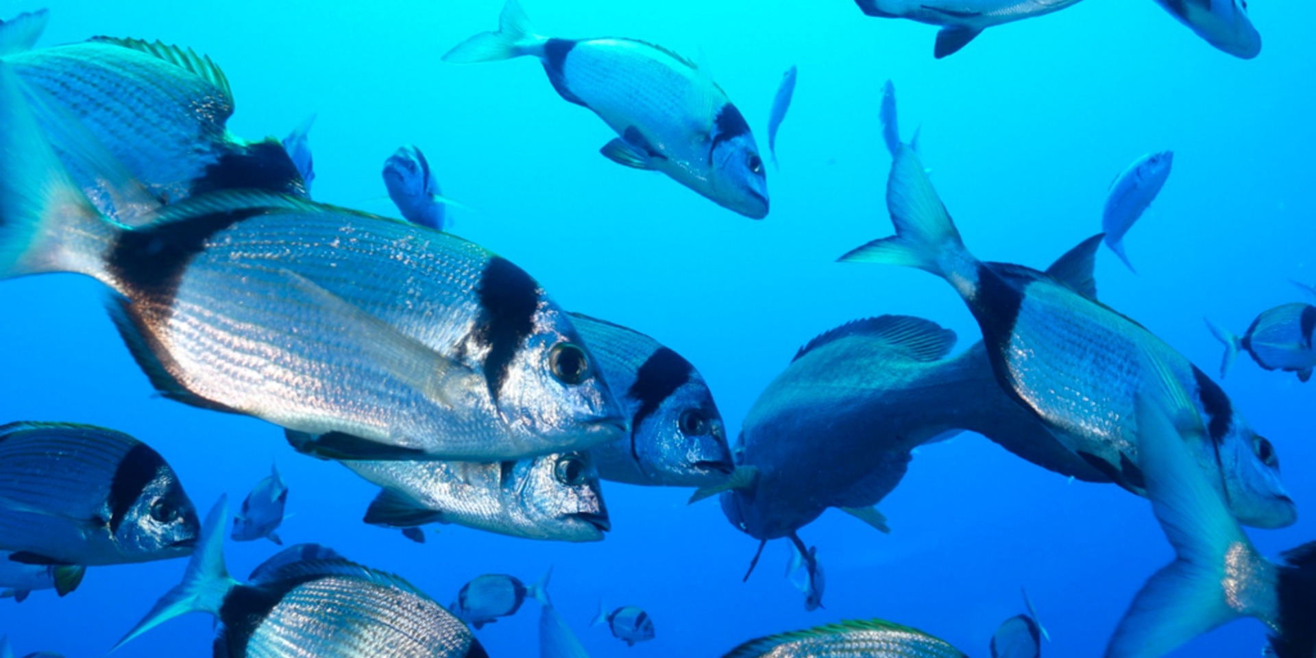 4 Immersioni subacquee con “Poseidon Diving Lampedusa”