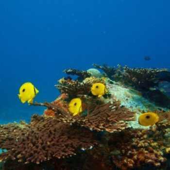 Immersioni subacquee, Zanzibar