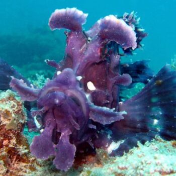 Scorpionfish, Zanzibar