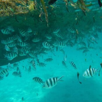 Snorkeling, Zanzibar