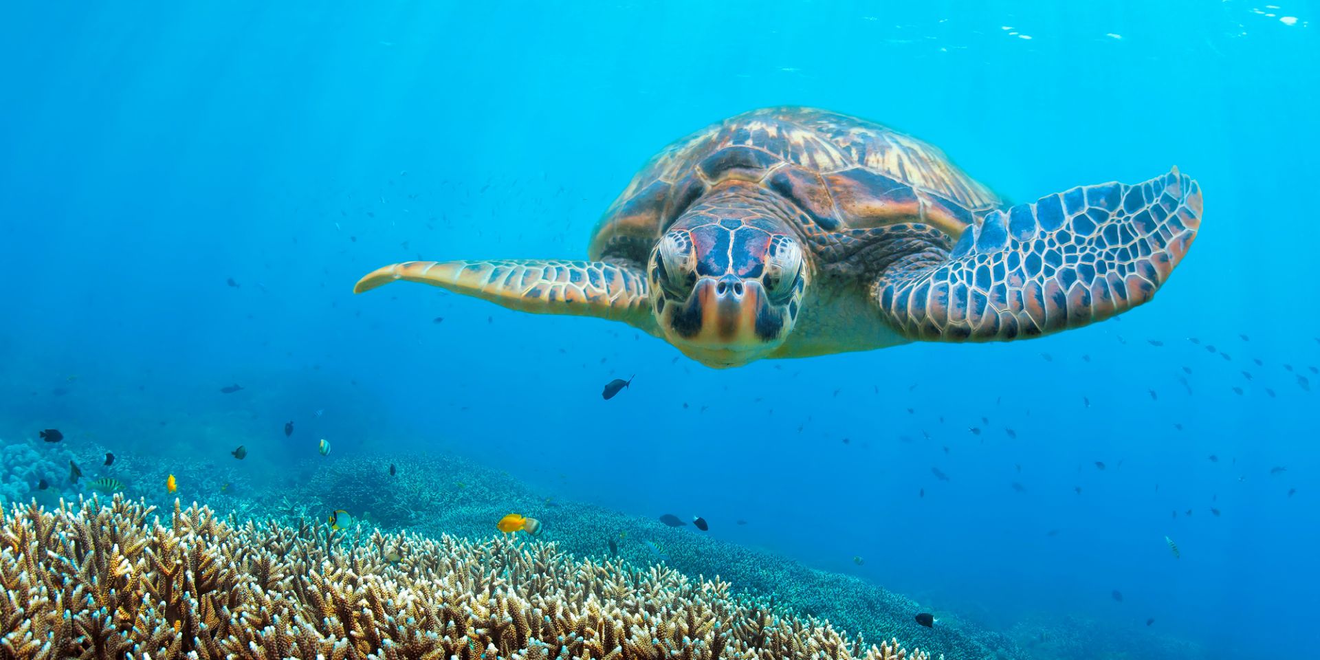 Zanzibar, tartaruga verde