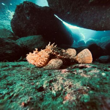 Diving Cala Gonone