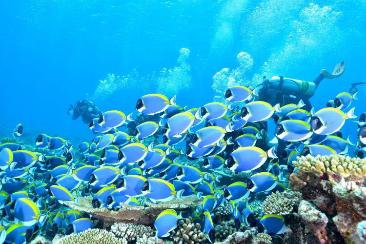 Maldive diving