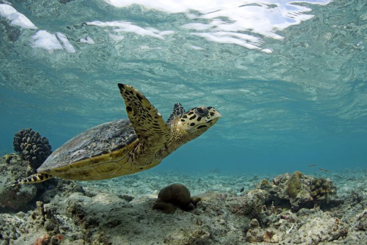 Maldive snorkeling