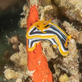 Nudibranco