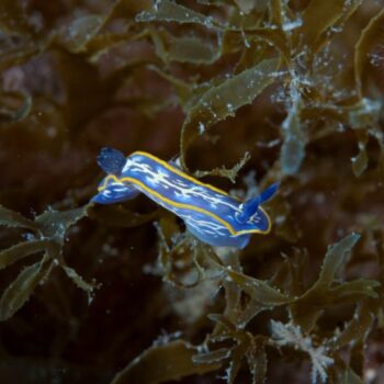 Nudibranco